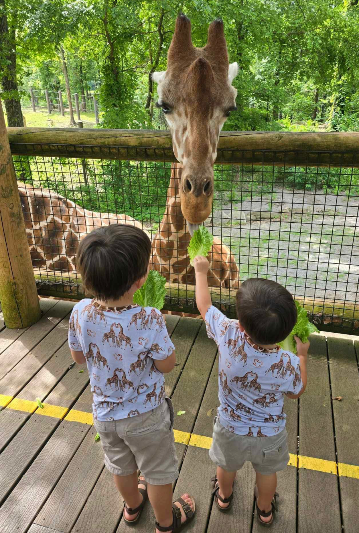 “You Bet Giraffe I’m Cute” Pocket T-Shirt