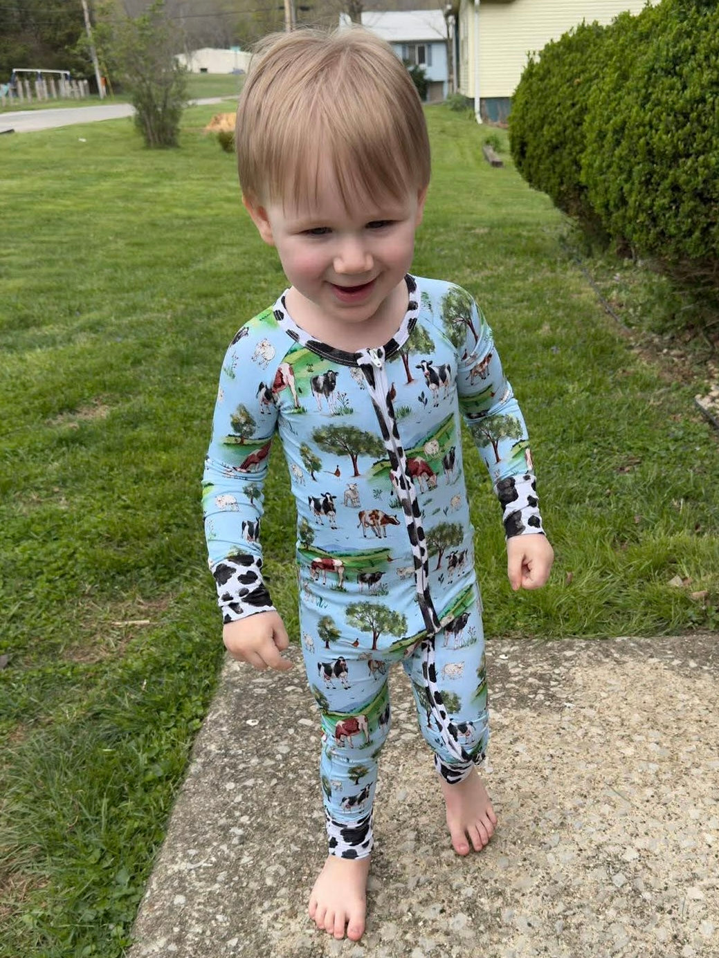 “Cows” Zippy