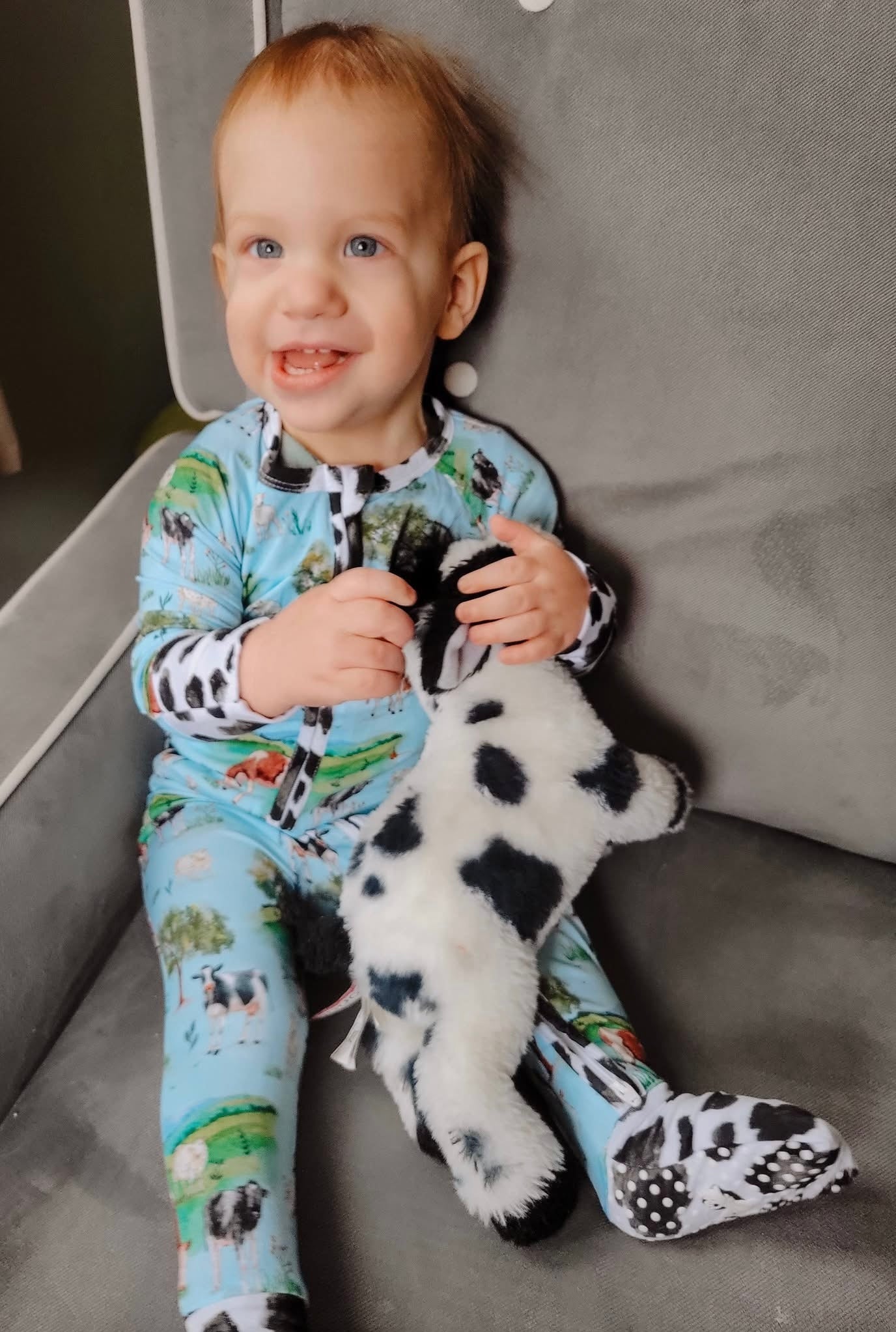 “Cows” Zippy