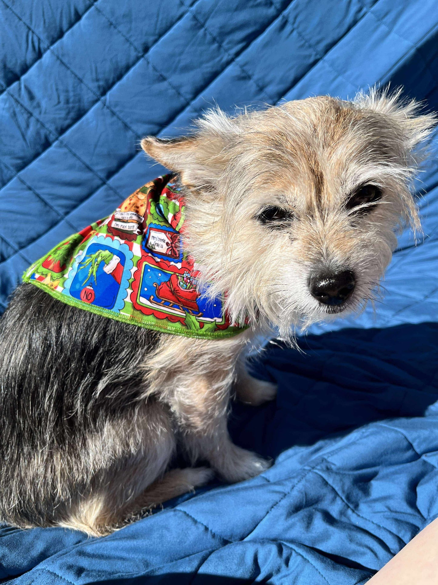 “Mean One” Pet Bandana